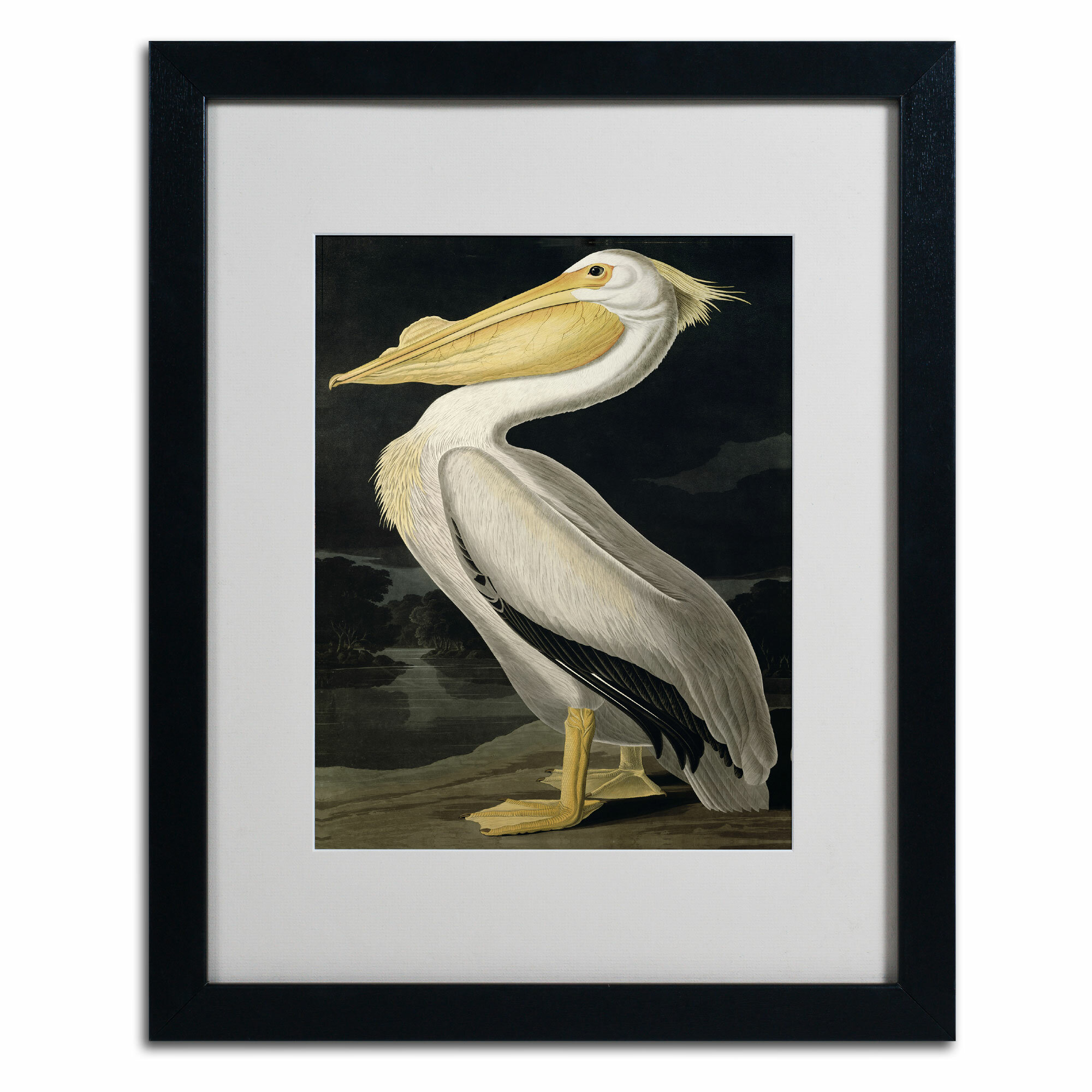 Vault W Artwork 'American White Pelican' by John James Audubon Framed ...