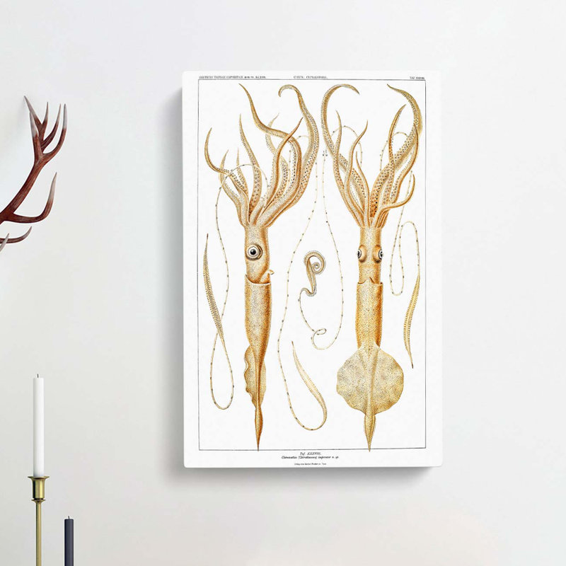 Squid Illustrations by Carl Chun - Wrapped Canvas Painting, 50cm H x 35cm W x 3cm D