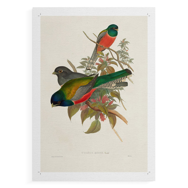 ElegantTrogonsVII - Impression sur toile seulement - NON-CADRE, H 18 po x l 12 po