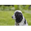Statue Cocker Spaniel-44475142