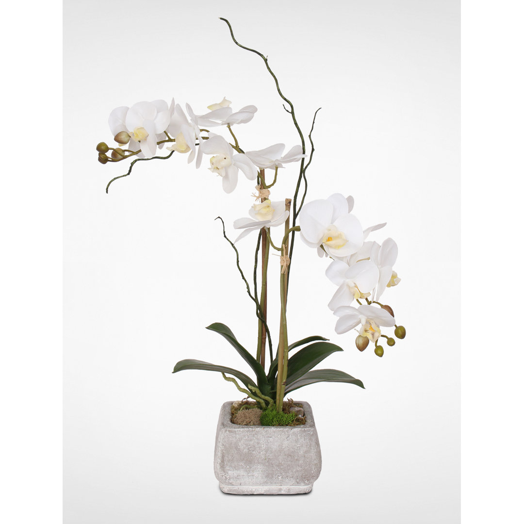 Orchid Arrangement in Pot World Menagerie