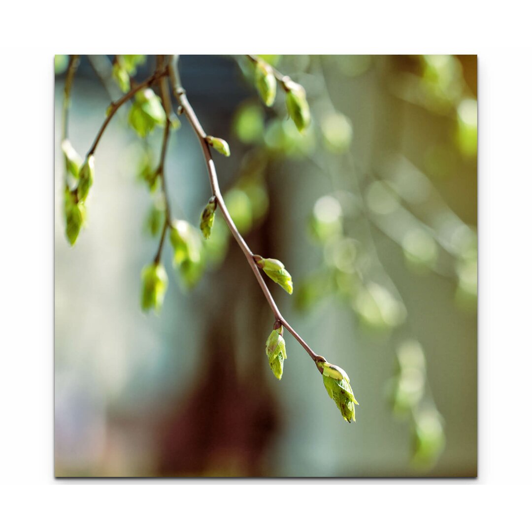 Leinwandbild Birch Branch with Buds