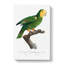 Yellow-Shouldered Amazon Parrot by F. Levaillant - Wrapped Canvas Painting-55320159