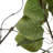 Artificial Green Potted Cotinus Coggygria Tree-1532095296
