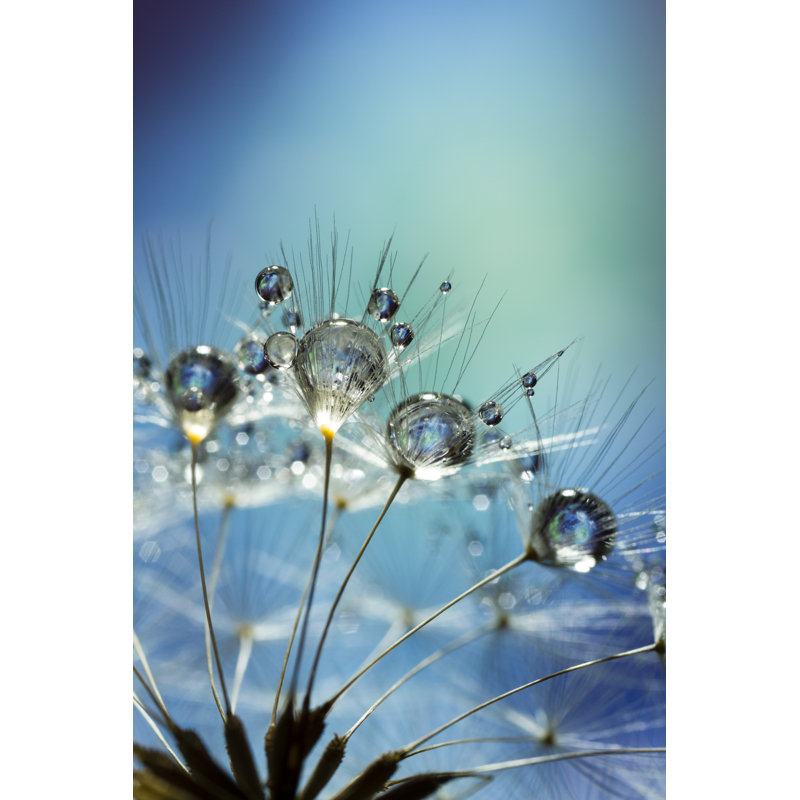 Dandelion and Dew by Thomasvogel, 18" H x 12" W