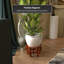 Fishbowl Stand-2098407287
