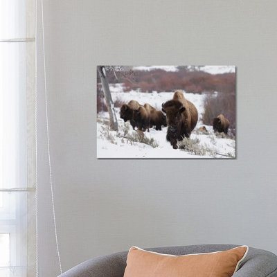 Bison Herd On The Move by Ken Archer - Wrapped Canvas Print