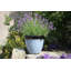 Sundhya Pot Planter-1759075838-1759075833
