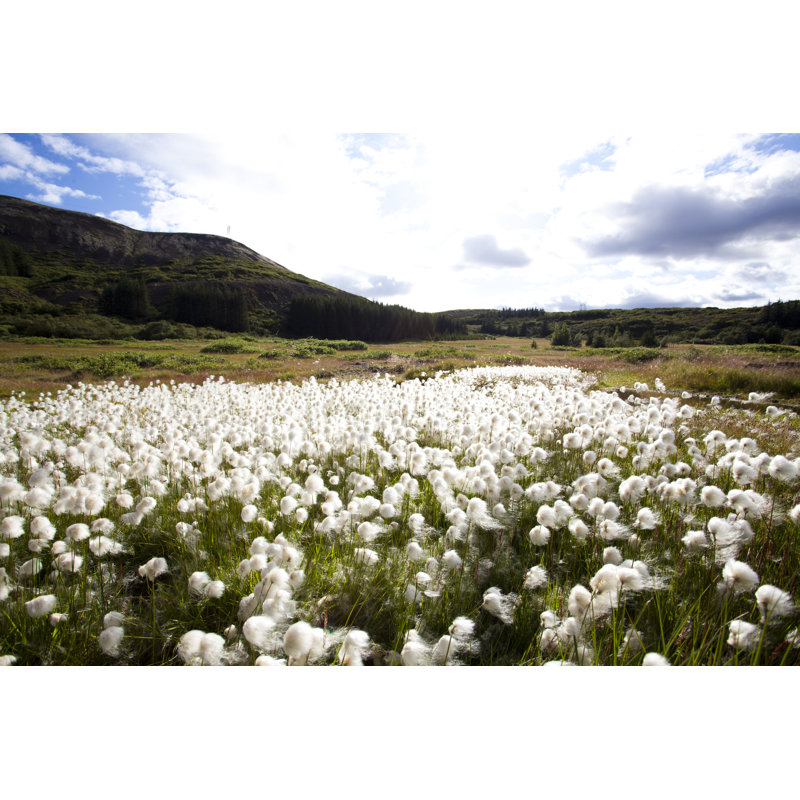 «Cotton Field in Island» par Sjarmur - photographie sur toile tendue, H 32 po x l 48 po