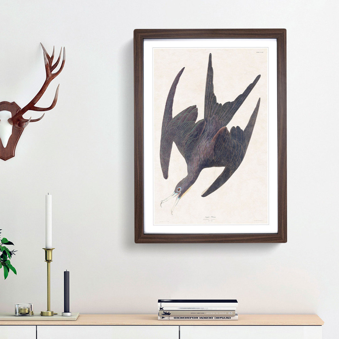 Frigate Pelican by John Audubon - Framed Print