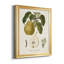 Vintage Pears I - ensemble de 4 peintures sur toile encadrées-132401842-132401845