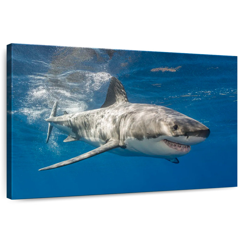 Requin, H 32 po x l 48 po