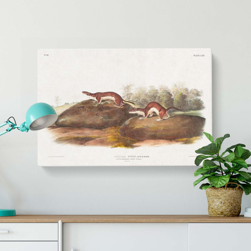 American Brown Weasels - Wrapped Canvas, 35cm H x 50cm W x 3cm D