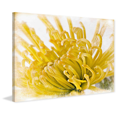 Chrysanthemum 1 Piece Wrapped Canvas Wall Art