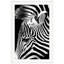 Dynamic Zebra 1 Print by Mat Sanders