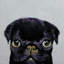 «Black Pug» par Michael Creese - Estampe numérique sur toile tendue avec châssis-20925889