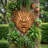 Tibetan Sculptural Dragon Wall Sculpture