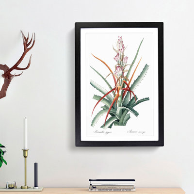 Bromelia Flowers by Pierre-Joseph Redoute - Picture Frame Painting Print
