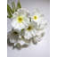 12 pièces de fleurs artificielles fausses fleurs de pavot-262575357