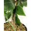90cm Faux Ficus Tree in Pot Liner