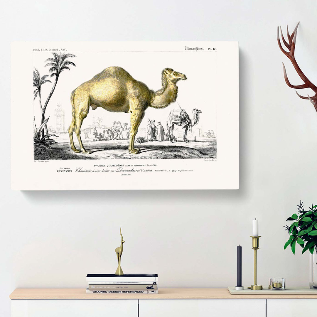 Camel Illustration by Charles D Orbigny - Wrapped Canvas