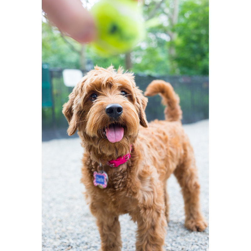 Miniature Goldendoodle by Nycshooter - No Frame Art Prints on Canvas, 76cm H x 51cm W