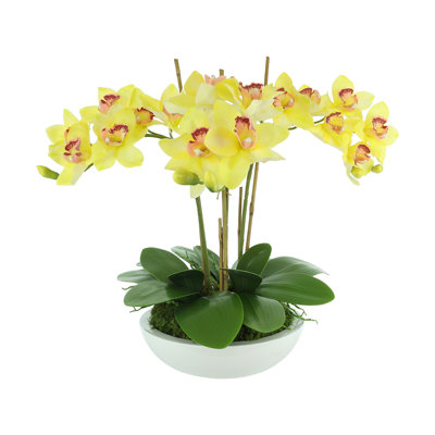 Orchidées disposées en pot de fibres
