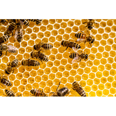 Honey And Bees - Wrapped Canvas Print