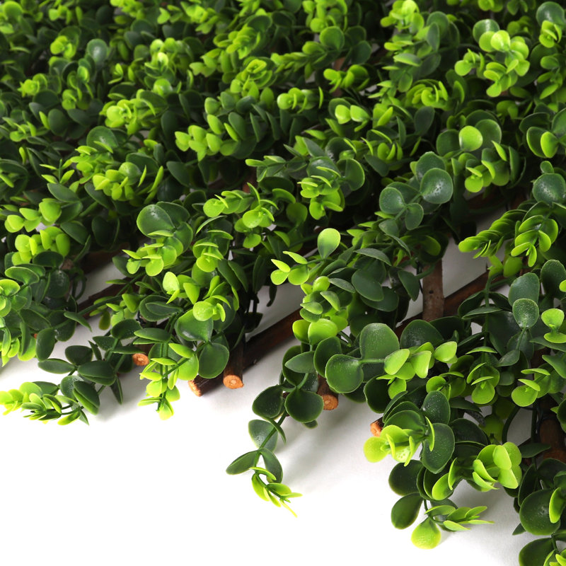 Plante de 20 po
