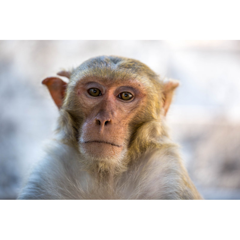 Rhesus Macaque by Goddard_Photography - No Frame Art Prints on Canvas, 30cm H x 46cm W