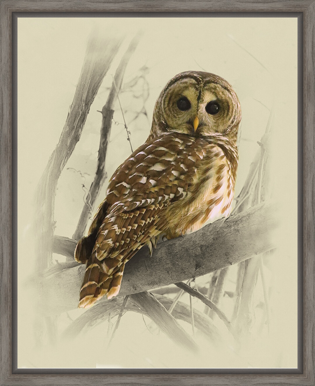 owl framed art