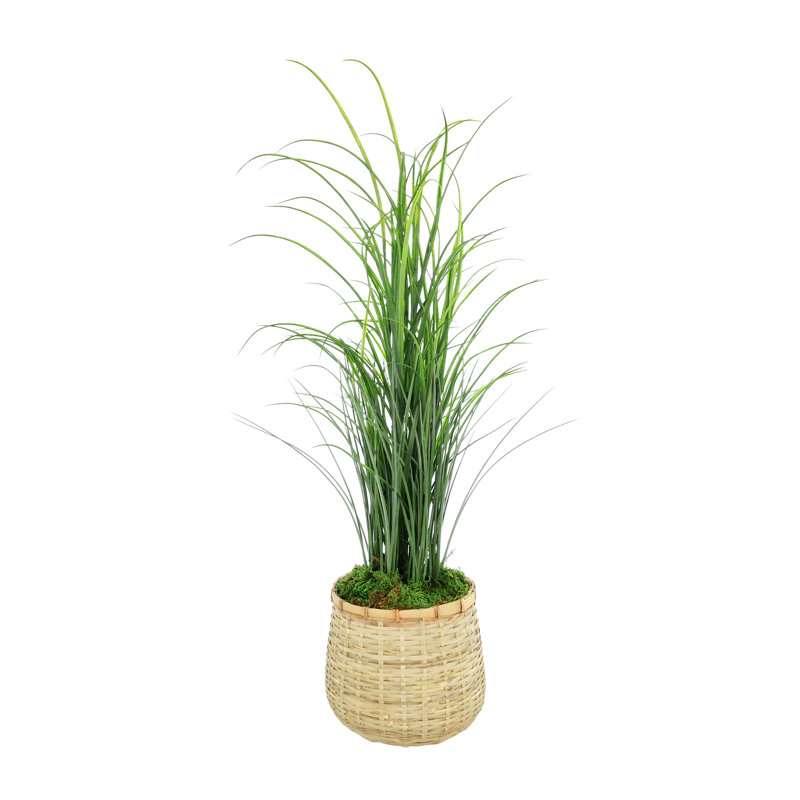 Herbe en pot de bambou