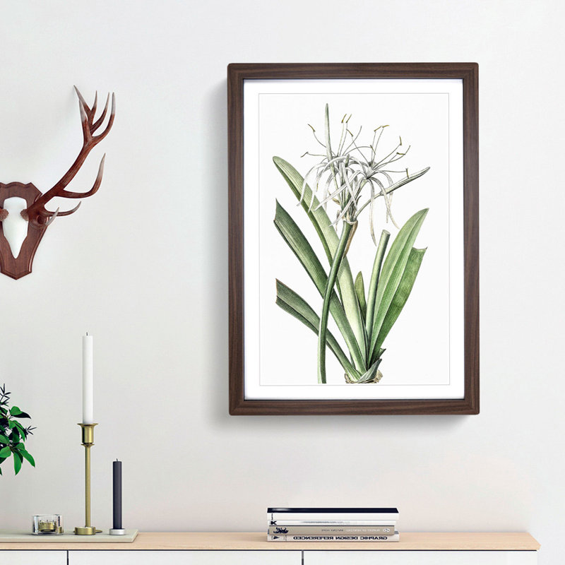 Caribbean Spider lily Flowers by Pierre-Joseph Redoute - Picture Frame Painting Print, Walnut Framed, 65cm H x 48cm W x 2cm D