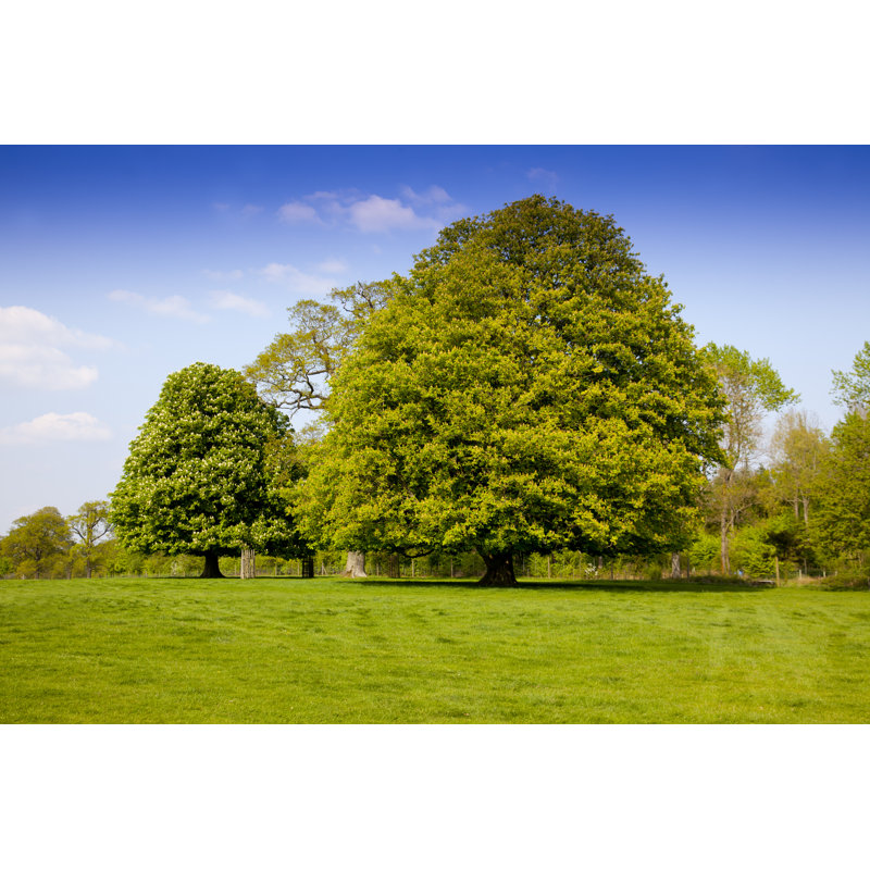 Horse Chestnut Trees by Sasha Fox Walters - No Frame Print on Canvas, 61cm H x 91cm W