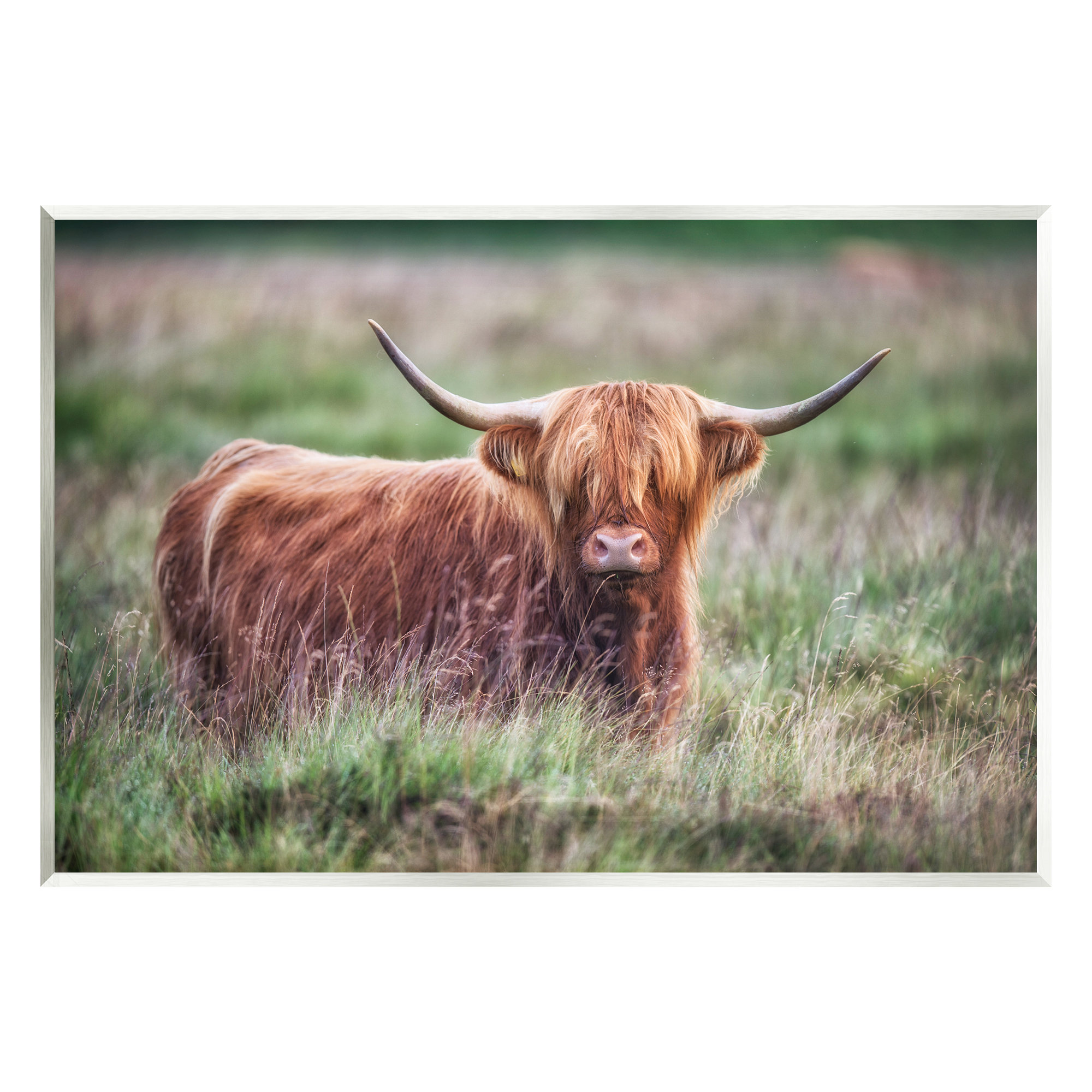 Highland Cattle  Scottish highland cow, Highland cattle, Longhorn