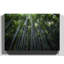 Landscape Woodland Trees Photographic - Wrapped Canvas-19090093