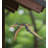 Flying Bird Mobile - Pterodactylus