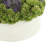 Sedum Arrangement in Pot, Vase