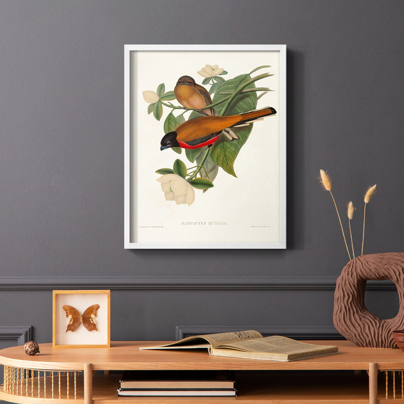 Impression encadrée Elegant Trogons VIII - bois massif, H 14 po x l 11 po, Cadre simple blanc