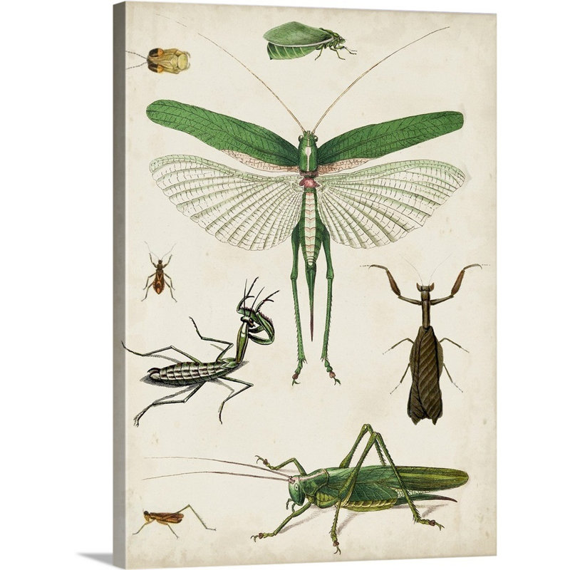 Art sur toile bugs kids, H 36 po x l 12 po x P 1,2 po, Toile tendue avec châssis