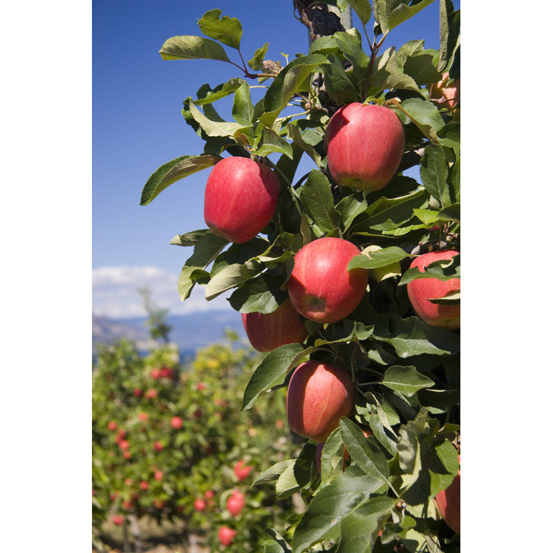 Red Delicious Apples - Wrapped Canvas Print, 46cm H x 30cm W x 3.8cm D