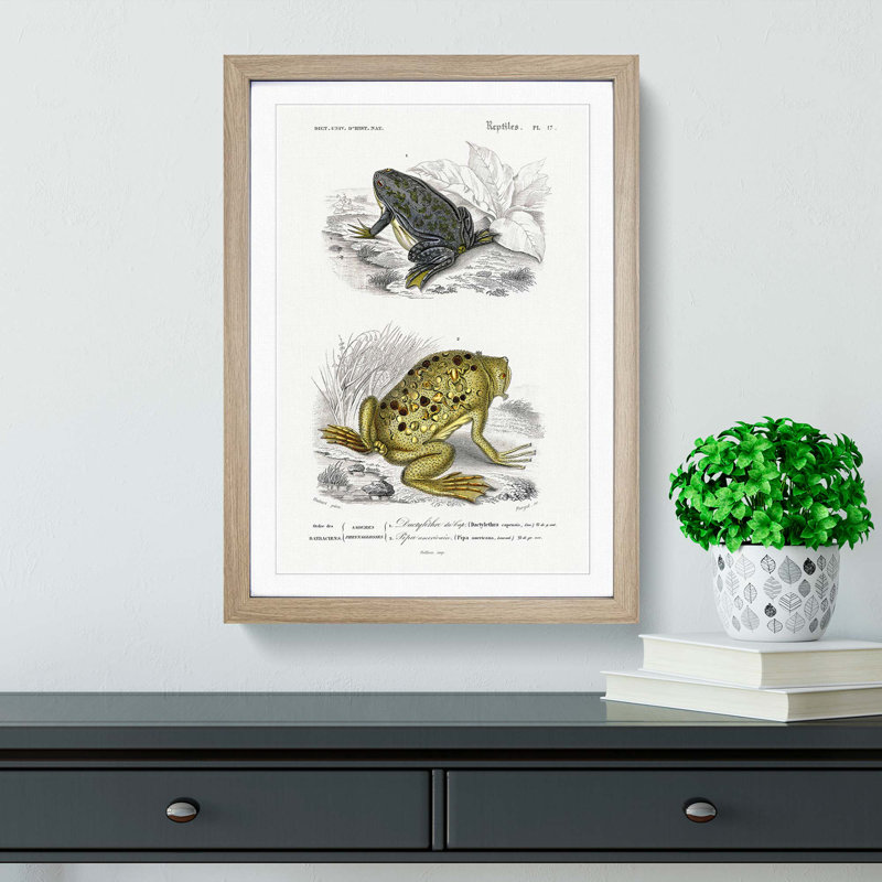 Frog and Toad Illustration by Charles d' Orbigny - Picture Frame Painting Print, Oak Framed, 65cm H x 48cm W x 2cm D