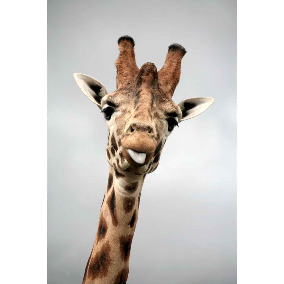 Giraffe Portrait von Nicholas Free - Kunstdrucke