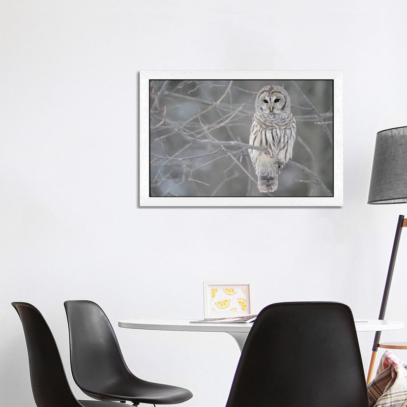 Barred Owl On Branches - Floater Frame Print on Canvas, 66.04 cm H x 45.72 cm W, White Framed