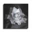 «Gardenia» par Debra Van Swearingen, «Gardenia» par Debra Van Swearingen-893401197