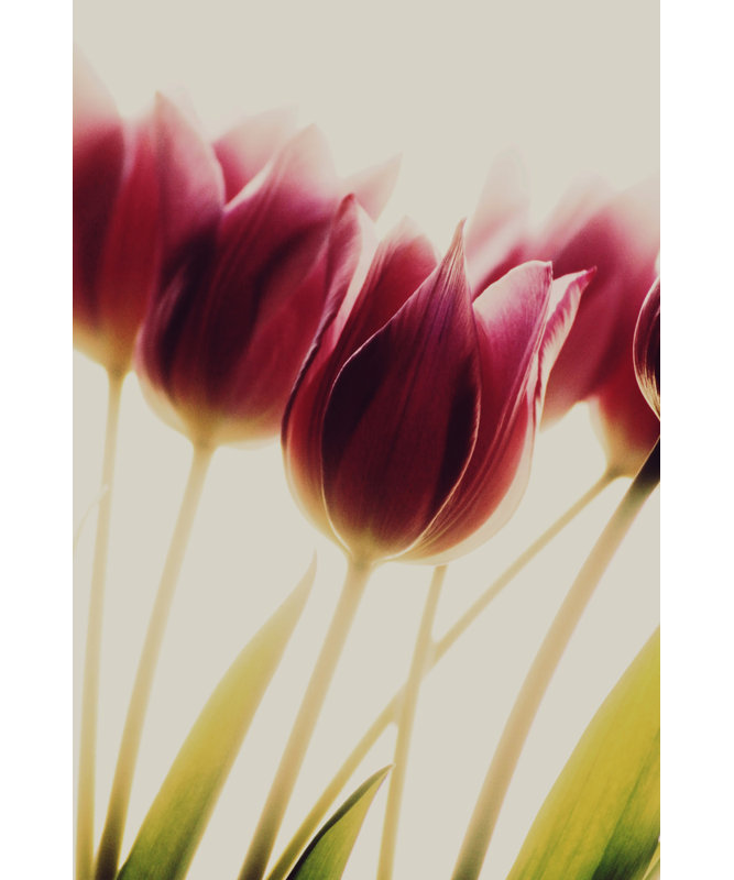 Wrapped Canvas Print, 81.28 cm H x 121.92 cm W