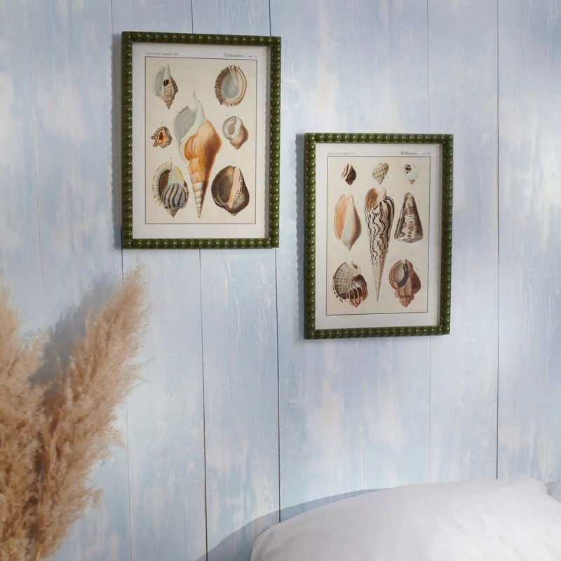 Conch Study Framed Wall Art