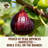Bare Root Fig Tree Live Plant – Grafted, 2–3 ft, Ready to Plant, Sweet Fruit, Home Garden