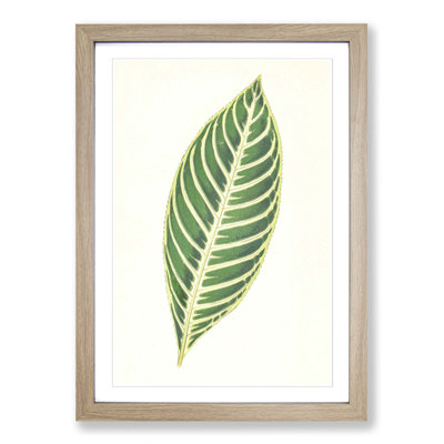 Tiger Plant Leaf by Benjamin Fawcett - Picture Frame Painting Print