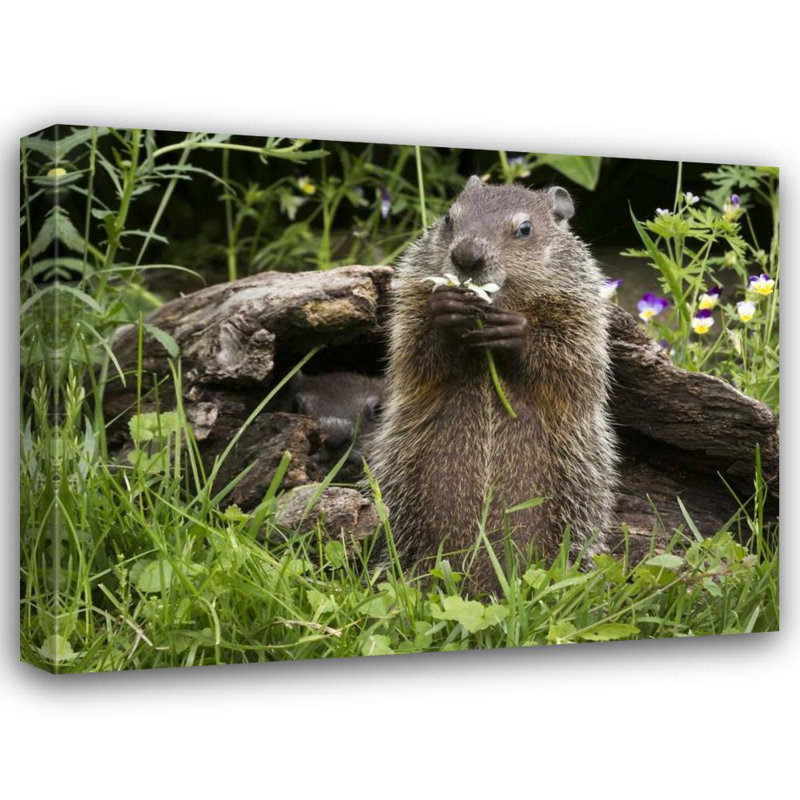 «Latitude Run® Kaveney, Wendy Gallery, art sur toile tendue: Minnesota, marmotte grès mangeant une fleur, H 36 po x l 46 po